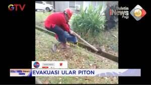 Evakuasi Ular Piton