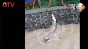 Buaya Muncul Di Saluran Irigasi