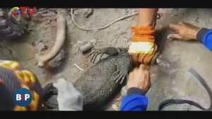 Evakusi Biawak