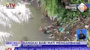 Waspada Flu Babi! 7 Bangkai Babi Mengambang di Sungai