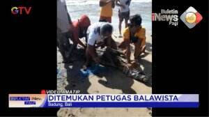 Buaya di Pantai Legian