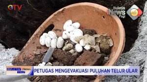 Heboh! Puluhan Telur Ular di Bangunan Rumah