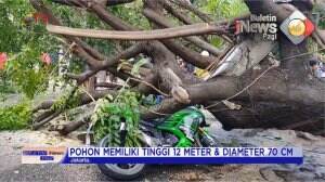 Pohon Tumbang Timpa Pengendara