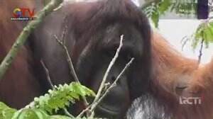 Orang Utan Masuk Pemukiman