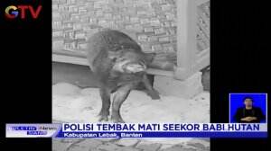 Babi Hutan Mengamuk di Pemukiman Warga