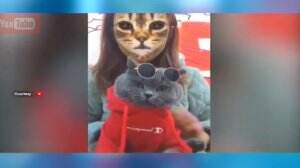 Viral Filter Kucing Main Aplikasi