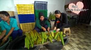 Melihat Produksi Lidah Buaya - HSB Eps. 188