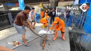 Evakuasi Ular Sanca Di Kali Ancol