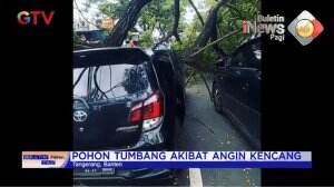 Pohon Tumbang Dan Menimpa Dua Minibus