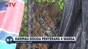 Harimau Penyerang Warga Ditangkap