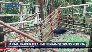 2 Ekor Harimau Di Taman Safari Sinka Zoo Lepas Dari Kandang