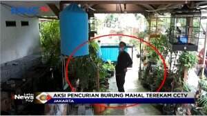 Pencurian Burung Mahal