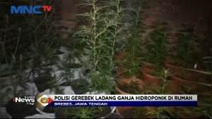 Ladang Ganja Hidroponik