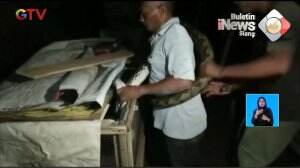 6 Ular Sanca Peliharaan Lepas
