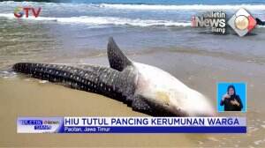 Hiu Tutul Terdampar