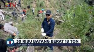 11 Hektar Ladang Ganja di Aceh Dimusnahkan