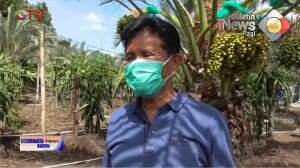 Ngabuburit Di Kebun Kurma