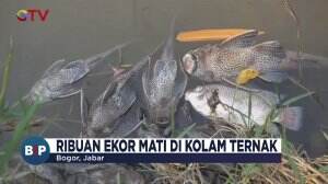 Puluhan Ribu Ikan Mati Mendadak