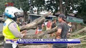 3 Pengendara Motor Tertimpa Pohon Tumbang