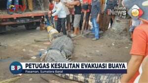 Evakuasi Buaya Raksasa