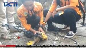 Animal Rescue BPBD Evakuasi Buaya Muara