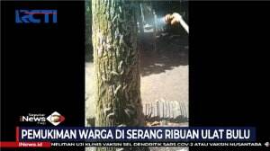 Pemukiman Warga Di Lombok Diserang Ribuan Ulat Bulu