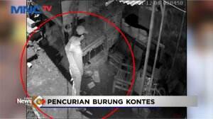 Pencurian Burung Kontes