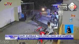 Hewan Kurban Ngamuk