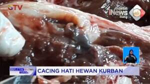 Cacing Hati Hewan Kurban