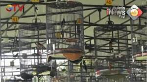 700 Peserta Ikuti Kontes Burung