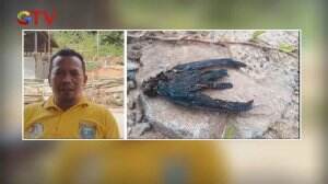 Burung Siriti Mati Mendadak