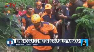 Evakuasi Ular Berbisa