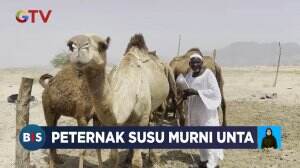 Peternakan Susu Murni Unta