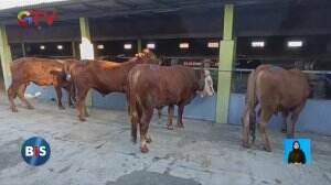 Berburu Sapi Kurban di Supermarket