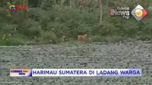 Harimau Sumatera Di Ladang Warga