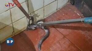 Evakuasi Ular di Kamar Mandi