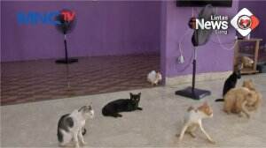 Rumah Singgah Kucing Disabilitas