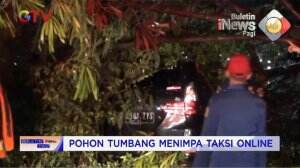 Mobil Tertimpa Pohon Tumbang