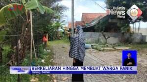 Babi Hutang Masuk Ke Permukiman Warga