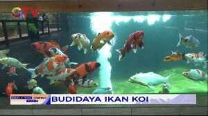 Budidaya Ikan Koi di Jember Sebagai Wahana Edukasi