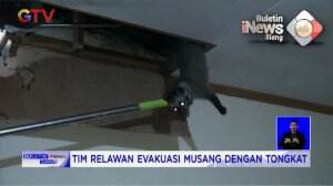 Hewan Musang Ganggu Warga