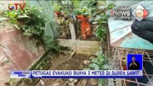 Evakuasi Buaya Sepanjang 3 Meter