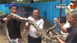 Temuan Ular Piton 5 Meter Sekitar Bekas Stasiun Wergu