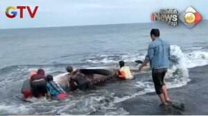 Hiu Tutul Terdampar Di laut Jember