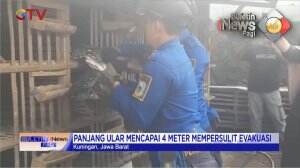 Ular Sanca Batik di Kandang Ayam