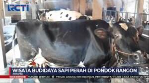 Ekowisata Sapi Perah Gratis di Jakarta Timur