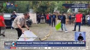 Pawang Tewas Digigit King Cobra