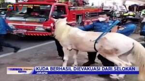 Evakuasi Kuda Jatuh ke Selokan