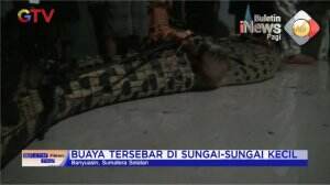Puluhan Buaya Lepas