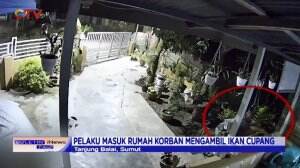 Ikan Cupang Seharga Ratusan Ribu Dicuri Oleh Sekelompok Pemuda di Sumatera Utara